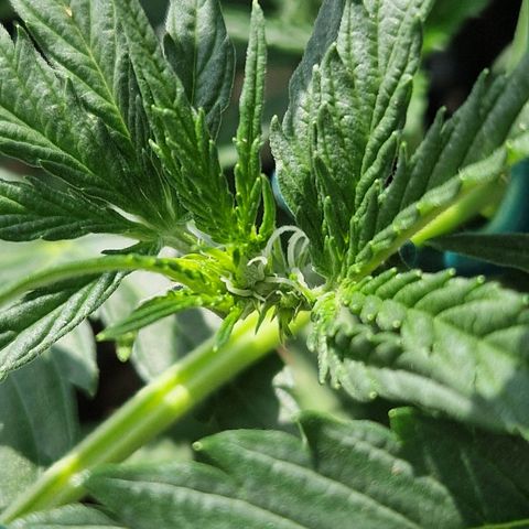 Royal Gorilla growlog timeline photo