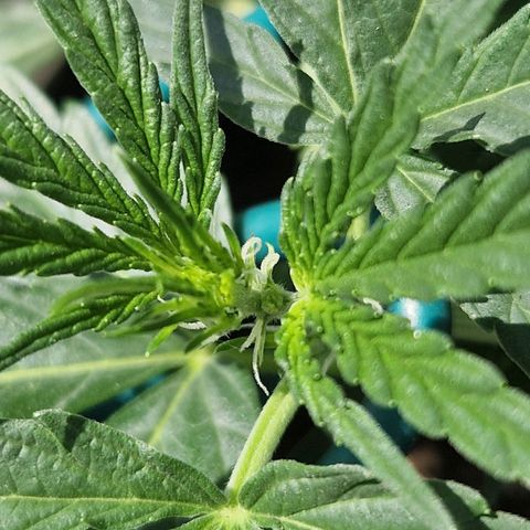 Royal Gorilla growlog timeline photo