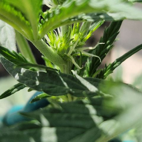 Royal Gorilla growlog timeline photo