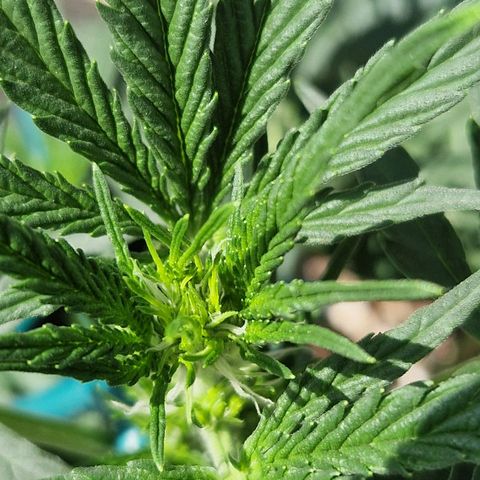 Royal Gorilla growlog timeline photo