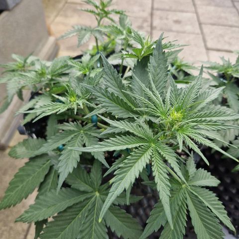 Northy growlog timeline photo