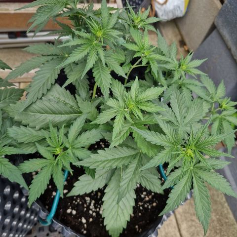 Northy growlog timeline photo