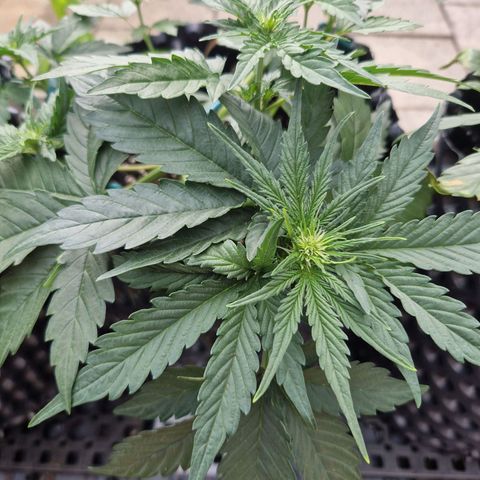 3G growlog timeline photo