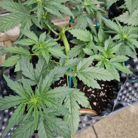 3G growlog timeline photo