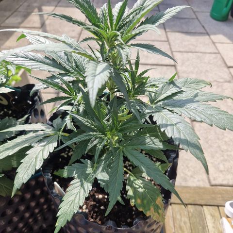 Royal Gorilla growlog timeline photo