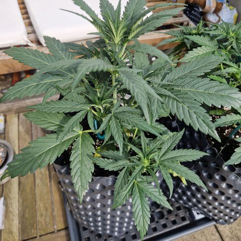 Royal Gorilla growlog timeline photo