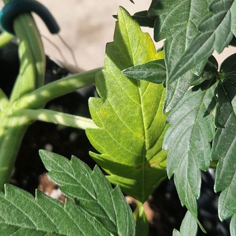 3G growlog photo: Blättschäden 