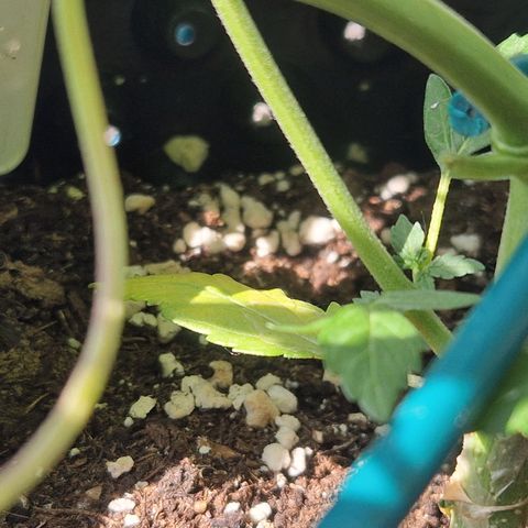 3G growlog photo: Blättschäden 