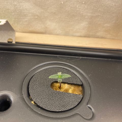Easy Bud growlog timeline photo