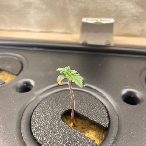 Easy Bud growlog timeline photo