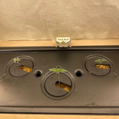Easy Bud growlog timeline photo