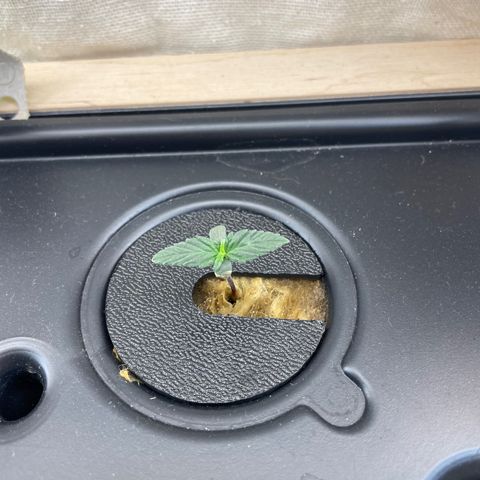 Easy Bud growlog timeline photo