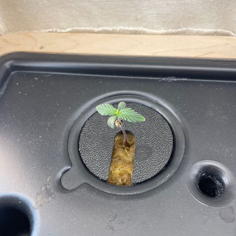 Easy Bud growlog timeline photo