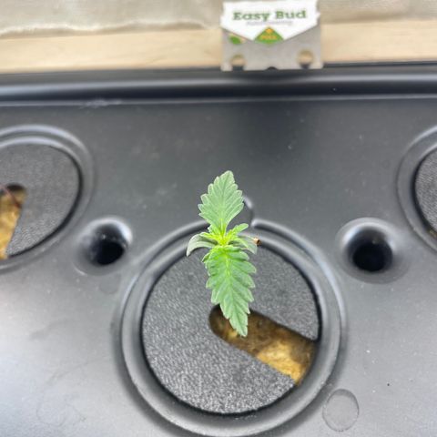 Easy Bud growlog timeline photo