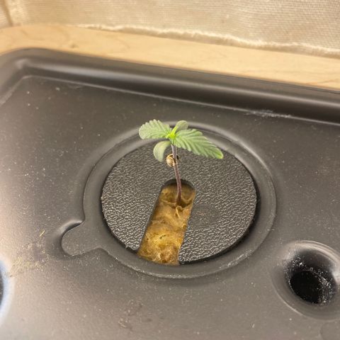 Easy Bud growlog photo: Luftausströmer im Wassertank 