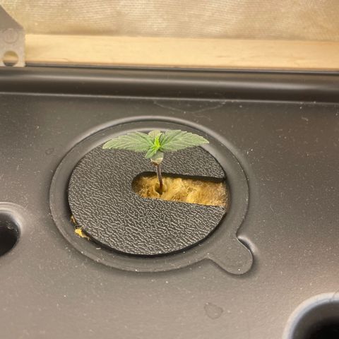 Easy Bud growlog photo: Luftausströmer im Wassertank 