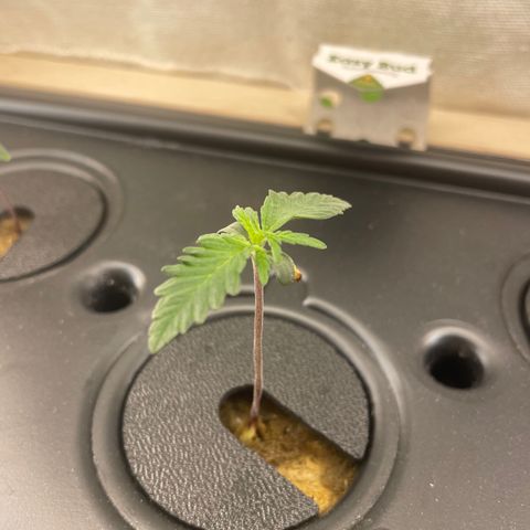 Easy Bud growlog photo: Luftausströmer im Wassertank 