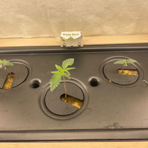 Easy Bud growlog timeline photo