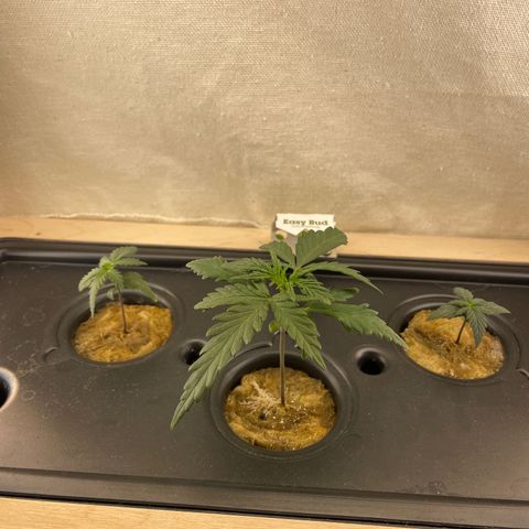 Easy Bud growlog timeline photo