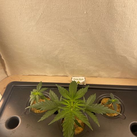 Easy Bud growlog timeline photo