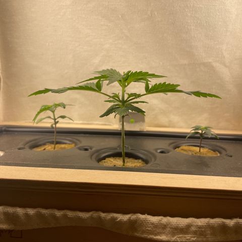 Easy Bud growlog timeline photo