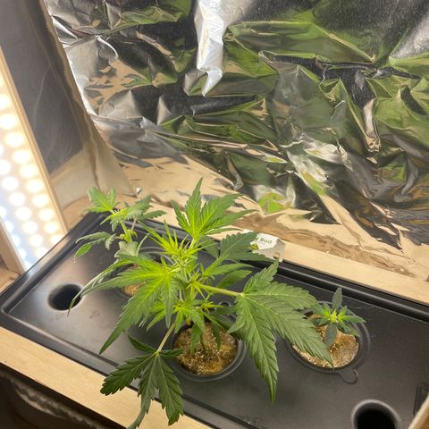 Easy Bud growlog timeline photo
