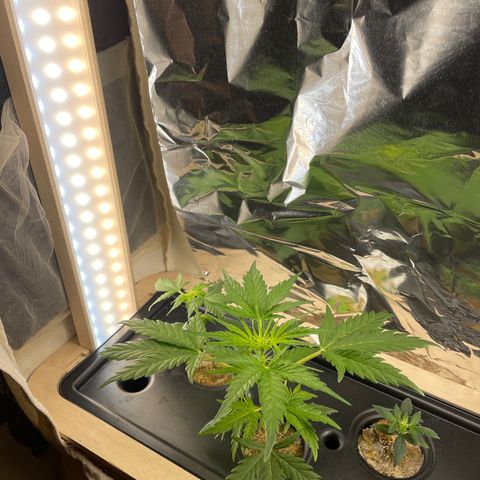Easy Bud growlog timeline photo