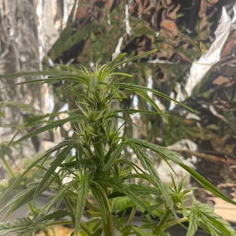 Easy Bud growlog timeline photo