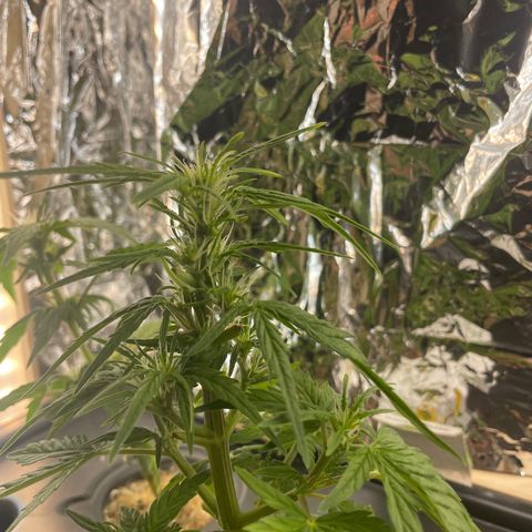 Easy Bud growlog timeline photo