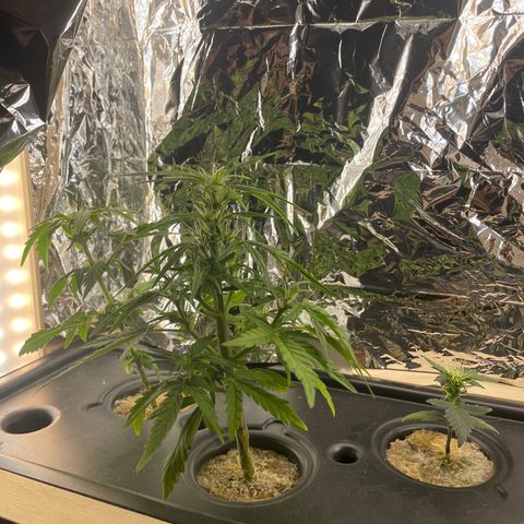 Easy Bud growlog timeline photo