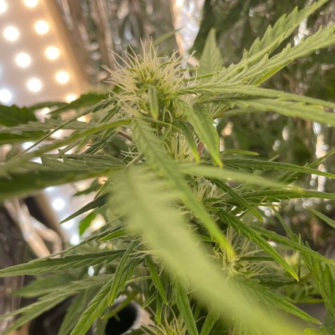 Easy Bud growlog timeline photo