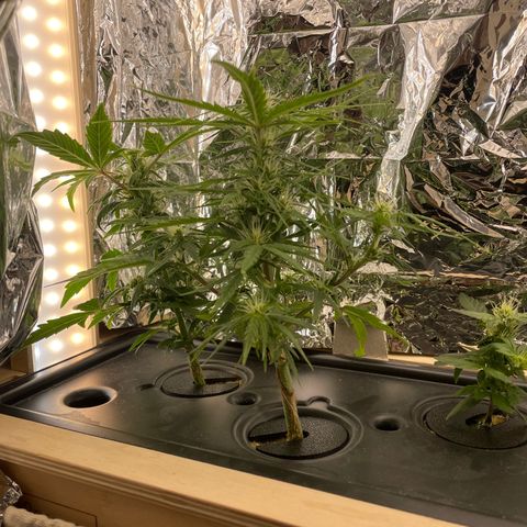 Easy Bud growlog timeline photo