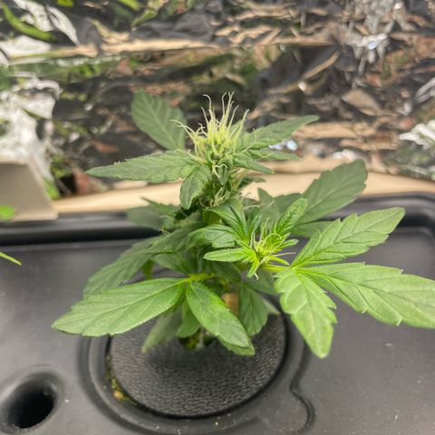 Easy Bud growlog timeline photo