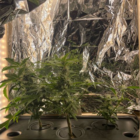 Easy Bud growlog timeline photo