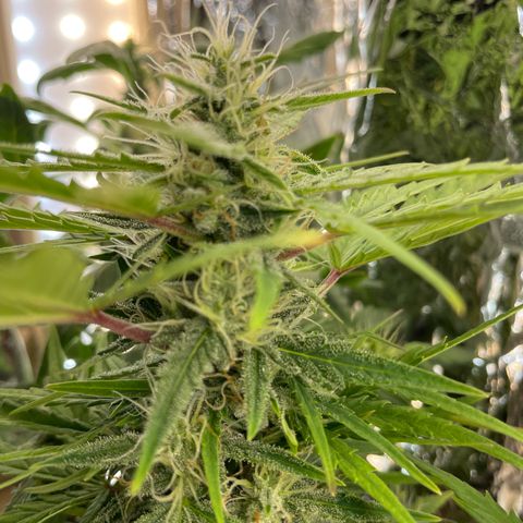Easy Bud growlog timeline photo