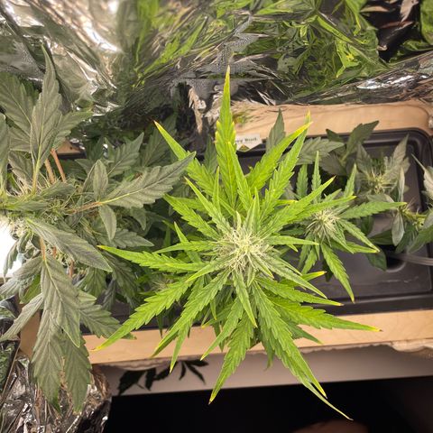 Easy Bud growlog timeline photo