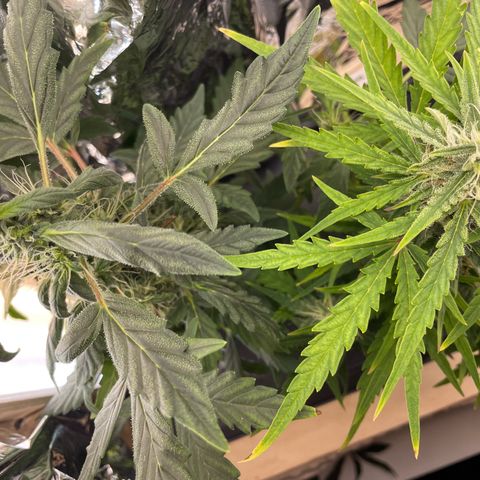 Easy Bud growlog timeline photo