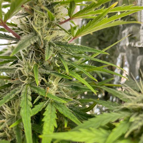 Easy Bud growlog timeline photo