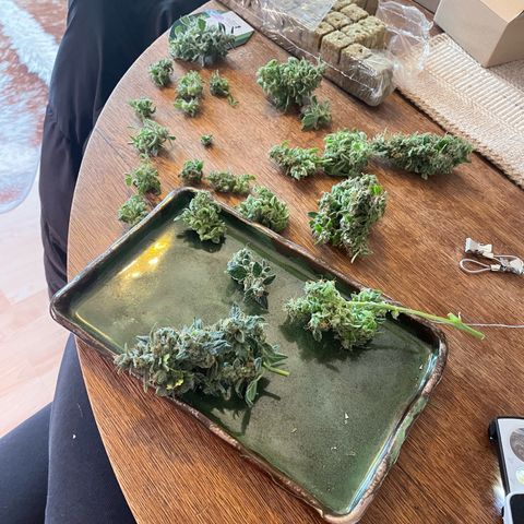 Easy Bud growlog timeline photo
