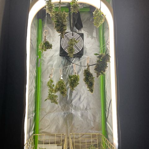 Easy Bud growlog timeline photo