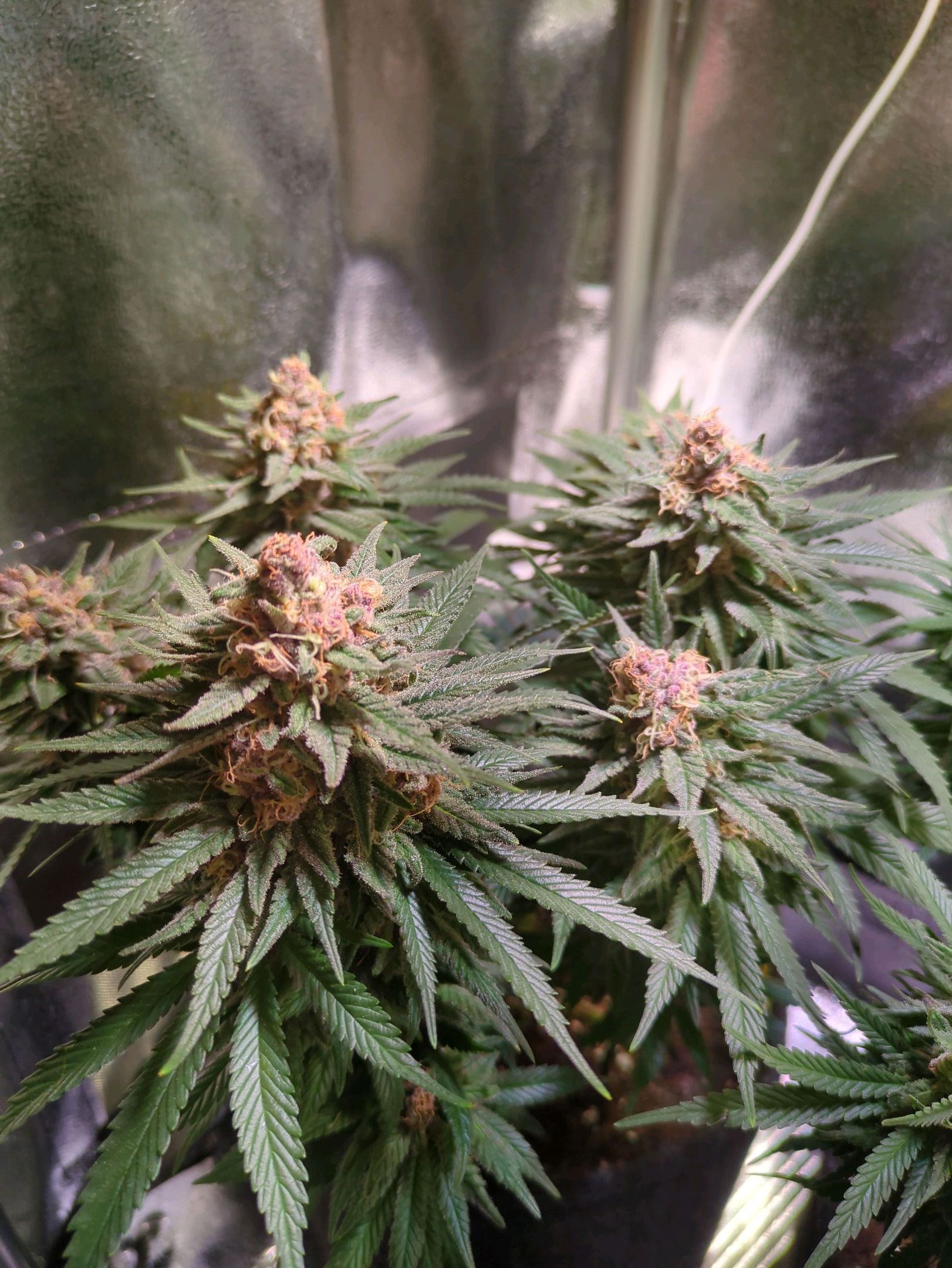 Strawberry Kush growlog header