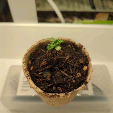 The Bird growlog timeline photo