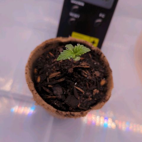 The Bird growlog timeline photo