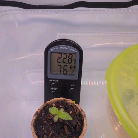 The Bird growlog timeline photo
