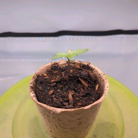 The Bird growlog timeline photo