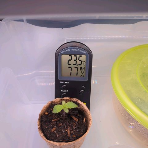 The Bird growlog timeline photo