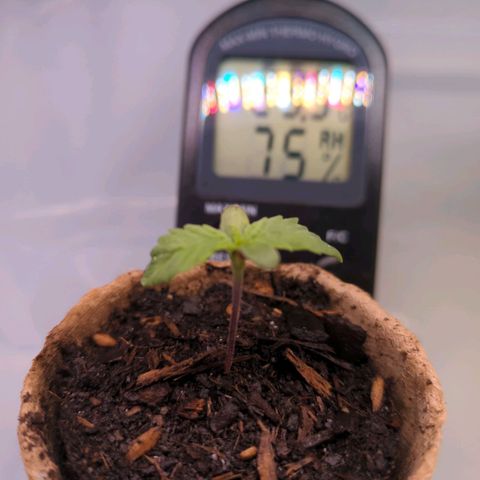 The Bird growlog timeline photo