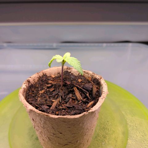 The Bird growlog timeline photo