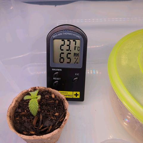 The Bird growlog timeline photo