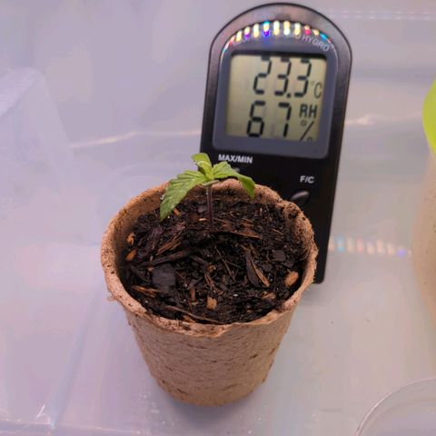 The Bird growlog timeline photo